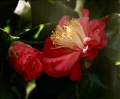 Camellia flowers, Huntington Library, Art Museum, and Botanical Gardens: by graynomadsusa, Views[388]