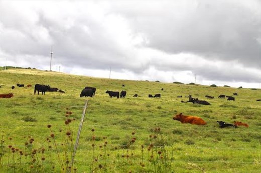 Hawaii's Dairyland, South Point