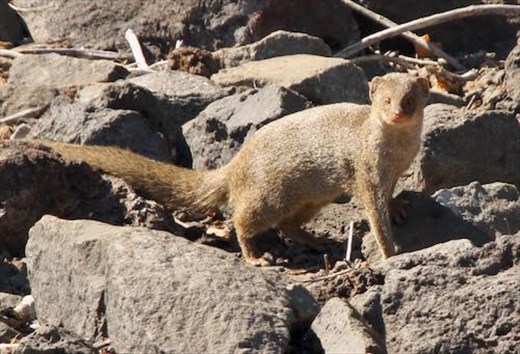 Mongoose, another ecological mistake