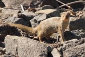 Mongoose, another ecological mistake: by graynomadsusa, Views[272]