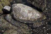 Green Turtle, Kaloko-Honokohau National Historic Park: by graynomadsusa, Views[423]