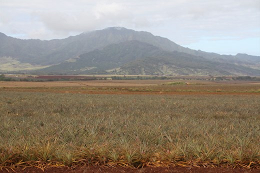 Dole Pineapples on the Leeward side