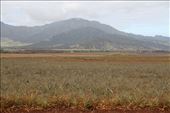 Dole Pineapples on the Leeward side: by graynomadsusa, Views[365]