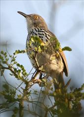 Long-billed Thrasher, Resaca de la Palma State Park: by graynomadsusa, Views[297]