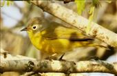 Nashville Warbler, Resaca de la Palma State Park: by graynomadsusa, Views[335]