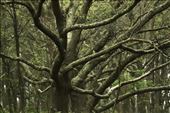 Live Oak, Sabine Woods: by graynomadsusa, Views[277]