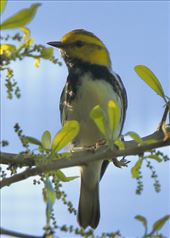 Black-throated Green Warbler, Sabine Woods: by graynomadsusa, Views[272]