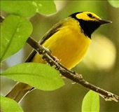 Hooded Warbler, Sabine Woods: by graynomadsusa, Views[607]