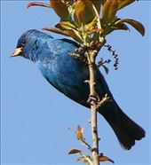 Indigo Bunting, Sabine Woods: by graynomadsusa, Views[314]