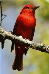 Summer Tanager, Sabine Woods: by graynomadsusa, Views[251]