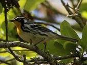 Yellow-throated Warbler, Sabine Woods: by graynomadsusa, Views[364]