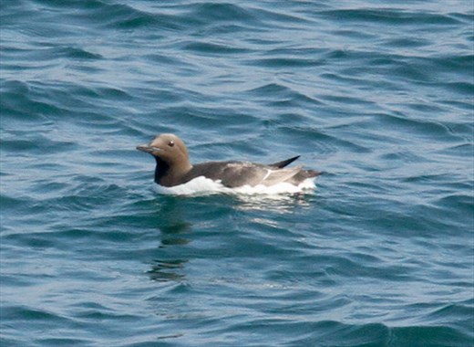 Common murre (at sea)