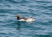 Common murre (at sea): by graynomadsusa, Views[306]