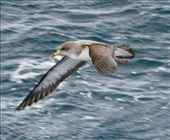 Cory's Shearwater: by graynomadsusa, Views[260]