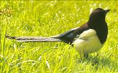 Eurasian Magpie, Glasgow: by graynomadsusa, Views[270]