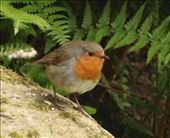 Eurasian Robin, Guernsey: by graynomadsusa, Views[361]
