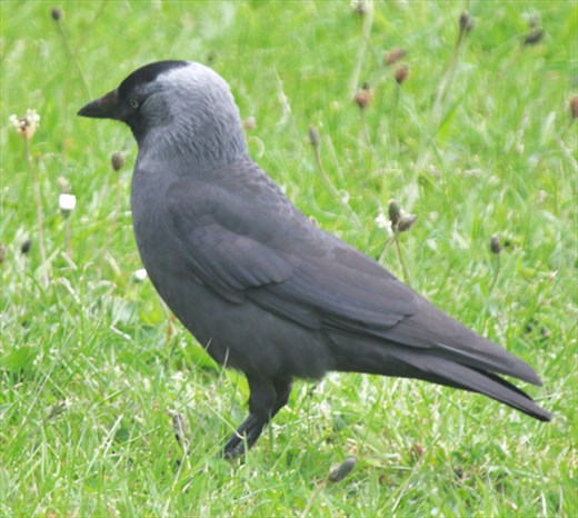 Jackdaw, Holyhead, Wales