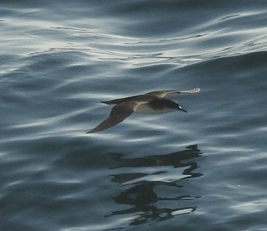 Manx Shearwater (at sea)