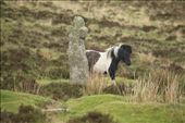 Celtic Cross, Dartmoor: by graynomadsusa, Views[297]