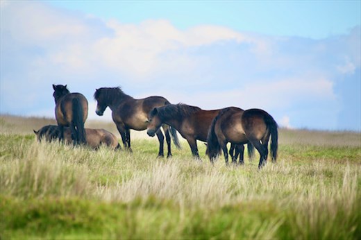 Exmoor Ponies