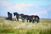 Exmoor Ponies: by graynomadsusa, Views[230]