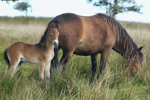 Exmoor Ponies