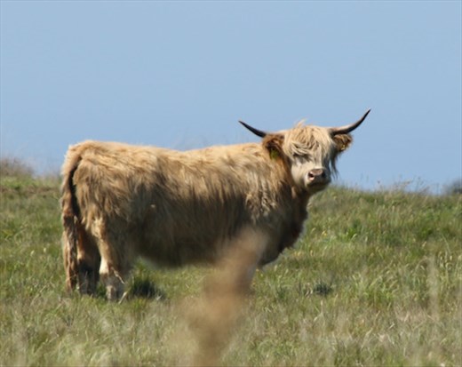 Cornish Derby cattle