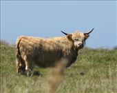 Cornish Derby cattle: by graynomadsusa, Views[258]
