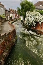 River Avon in Salisbury: by graynomadsusa, Views[332]