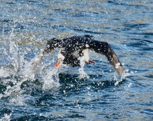 Trouble on take-off, Atlantic Puffin