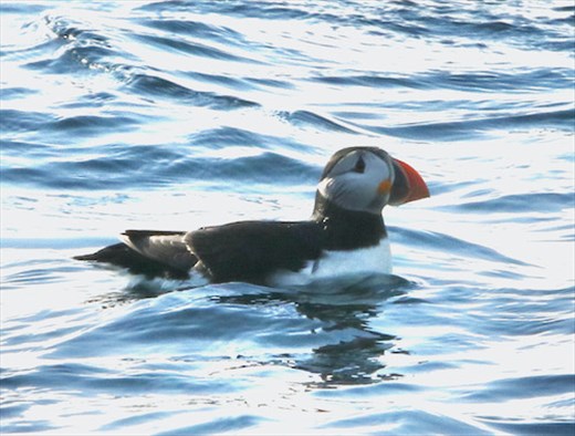 Atlantic Puffin, Stappen Island