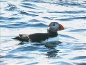 Atlantic Puffin, Stappen Island: by graynomadsusa, Views[241]