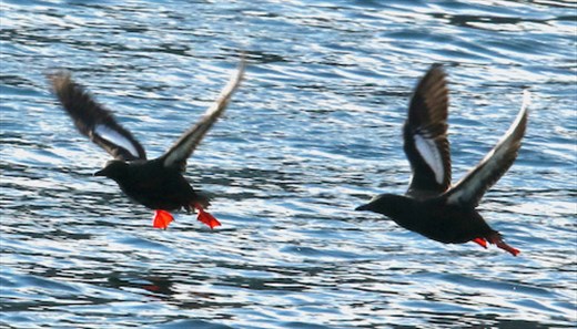 Black Guillemots, Stappen Island