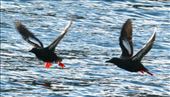Black Guillemots, Stappen Island: by graynomadsusa, Views[763]