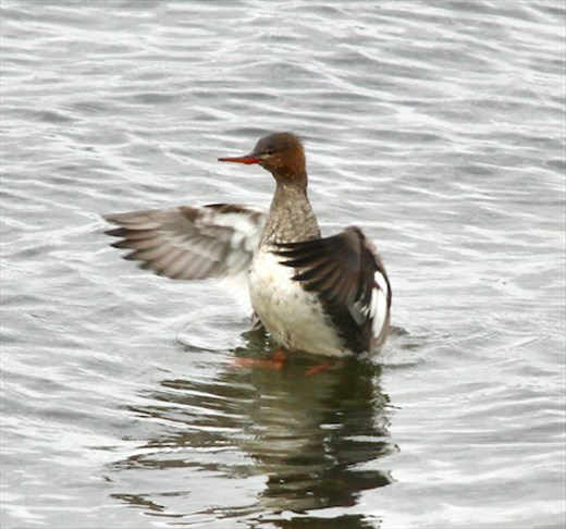 Common Merganser, Stappen Island