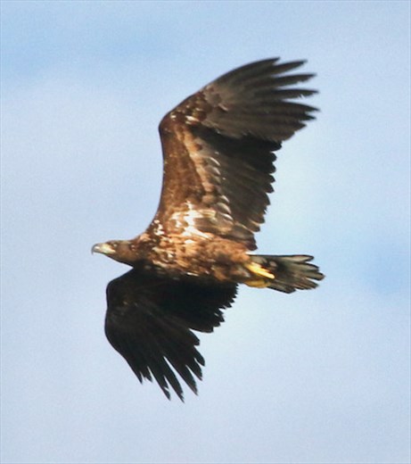 Golden Eagle, Stappen Island