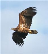 Golden Eagle, Stappen Island: by graynomadsusa, Views[344]