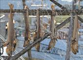 Drying Cod, Stappen Island: by graynomadsusa, Views[232]