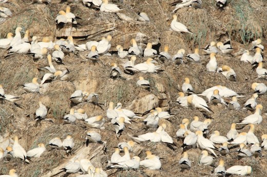 Northern Gannet colony, Stappen Island
