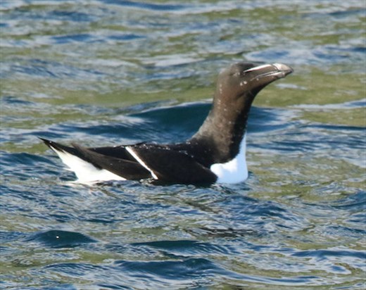 Razorbill, Stappen Island