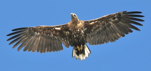 White-tailed Eagle, Stappen Island