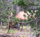 Bull Elk in the yard: by graynomadsusa, Views[194]