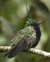 Green-crowned Plovercrest, on his lek in the forest: by graynomadsusa, Views[251]