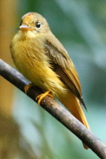 Atlantic Royal Flycatcher