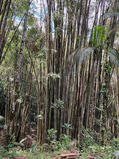 Bamboo Thicket, Itatiaia National Park