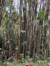 Bamboo Thicket, Itatiaia National Park: by graynomadsusa, Views[249]