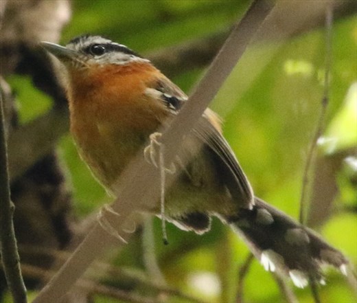 Bertoni's Antbird