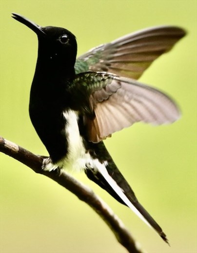 Black Jacobin, Jonathan's Feeders
