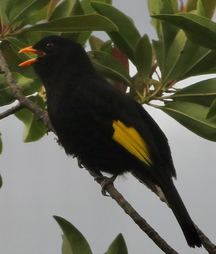 Black and Gold Cotinga, Algulhas Negras National Park