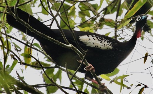 Black-throated Piping Guan